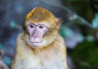 Picture of playing and eating barbary macaques on a meadow during summertime