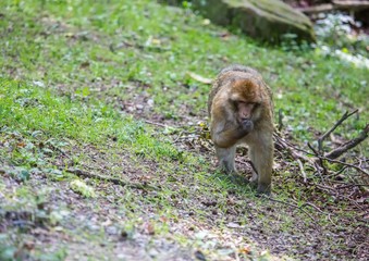 Picture of playing and eating barbary macaques on a meadow during summertime