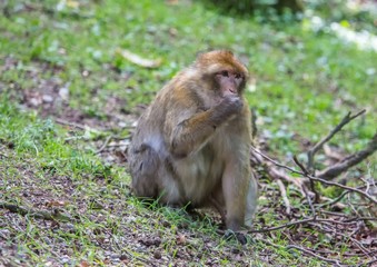 Picture of playing and eating barbary macaques on a meadow during summertime
