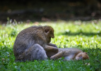 Picture of playing and eating barbary macaques on a meadow during summertime
