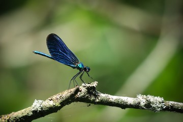 Damselfly
