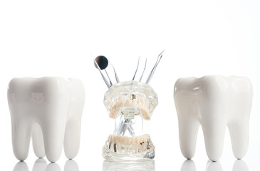 Dental teeth model, denture jaw model and medical dentist equipment tools over white background, close-up