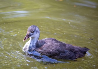 a water bird is swimming on a pond in southern Germany during summer time