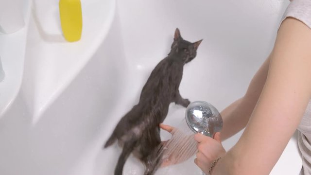 Bubble bath a small gray stray cat, woman washes the cat in the bathroom