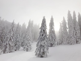 Velebit mountain in Croatia in winter