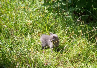 Young and curious grey wild cat during summer at the alps of Switzerland