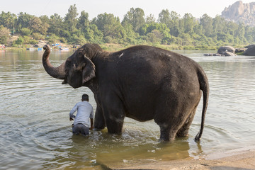 Hampi temple elephant is washed in the Tungabhadra River, Hampi, Karnataka, India