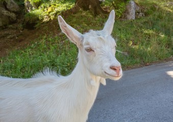 A goat on a road in the alps of Switzerland
