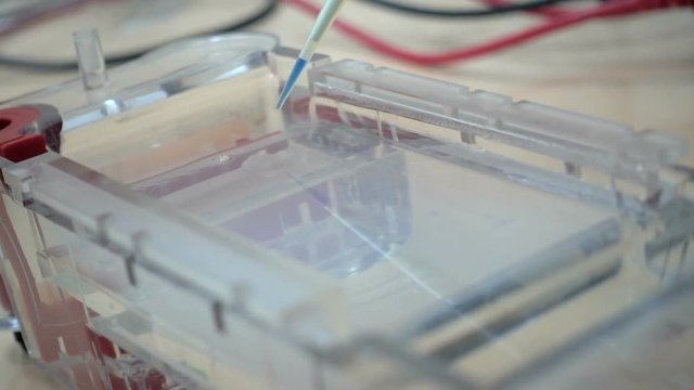 Insertion of DNA into gel for electrophoresis. Camera with agarose gel. Insertion of DNA into the well.