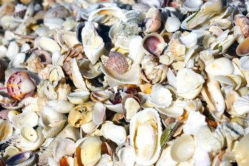 Shells on the beach by the sea in Sanibel, Florida
