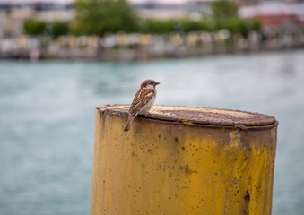 European oscine bird sitting on a pole in Germany