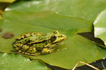 Teichfrosch in der sonne 