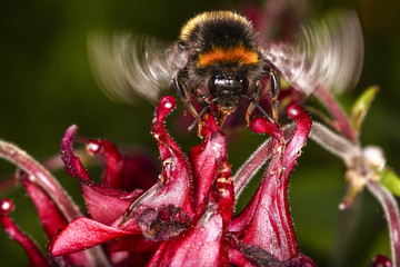 Bee pollinating an aquilegia flower