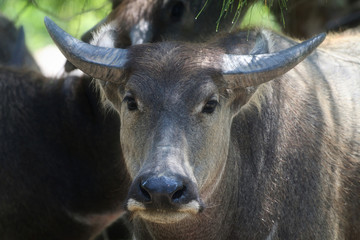 Water Buffalo
