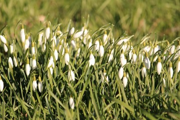 Schneeglöckchen kündigen den Frühling an