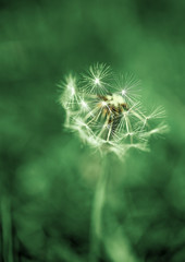 Dandelion seed head