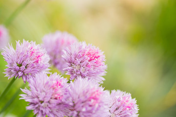 Close-up chives onions pink heads outdoor in garden on green blurred background
