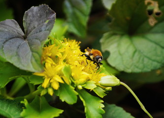 Eine Biene auf einer gelben Blüte