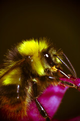 Bee pollinating an aquilegia flower