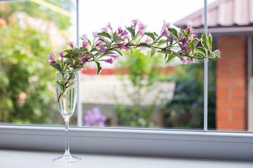 Glass goblet with flowering tender Weigela branch near window in daylight