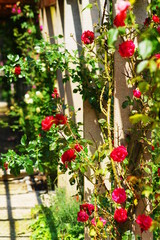 Schöne rote Rosen Ranke in der Natur