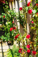 Naklejka premium Schöne rote Rosen Ranke in der Natur