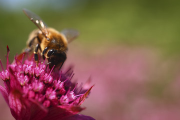 Bee pollinating an astrantia flower