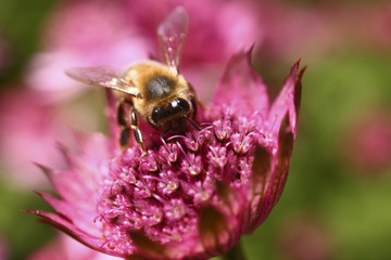 Bee pollinating an astrantia flower