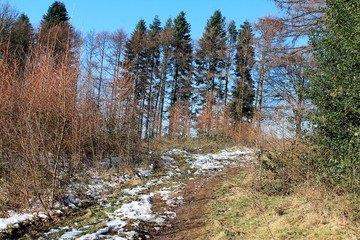 Wuppertal Ronsdorf Wald Natur Frost