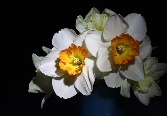 Obraz na płótnie Canvas daffodils on a black background