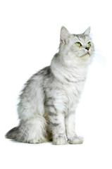Fototapeta na wymiar Britisch Langhaar Katze sitzt isoliert auf weißem Grund
