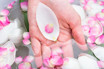 Obraz na płótnie Canvas nature, care, environment concept. there is woman hand in the water of bath with amount of petals of two different coloures and forms, ones fell from tulips and other from cherry tree