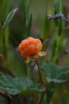 Cloudberry