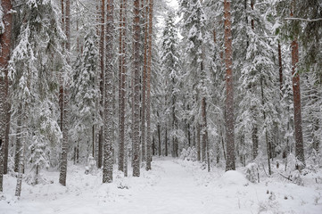 Taiga after snowfall