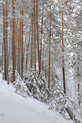 Taiga after snowfall