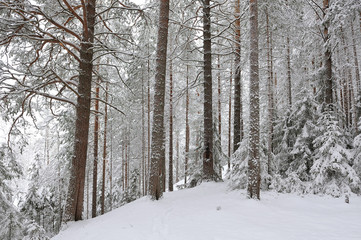 Taiga after snowfall