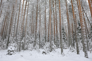 Taiga after snowfall