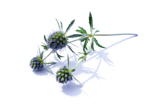 Distel 이미지 – 찾아보기 17,835 스톡 사진, 벡터 및 비디오 | Adobe Stock