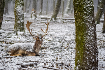The sitting deer in the forest on daylight