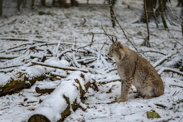 A lynx waiting for its next prey in winter