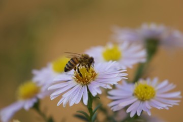 ape sul fiore