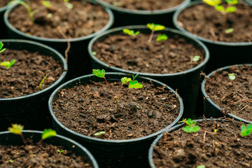 Green Sprouts Of Tree With Leaf, Leaves Growing From Soil In Pots