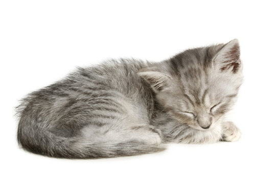Schlafendes Kätzchen isoliert auf weißem Grund