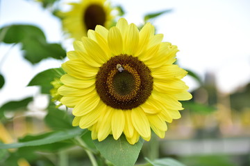 sunflower