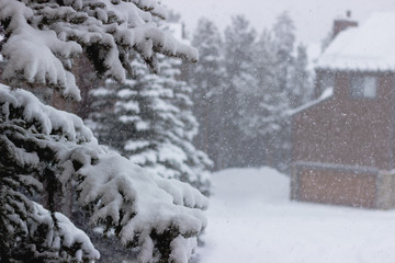 Fototapeta na wymiar Snow falling on an evergreen tree in Colorado, USA.