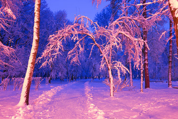 evening park after snowfall