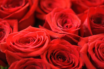 Red roses