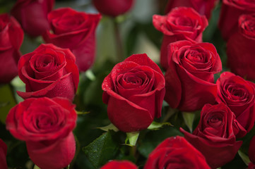 Red roses