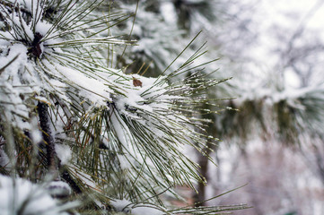 pine branches with ice and snow, winter nature background