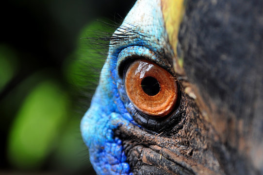 Extreme Close Up Of Animal Eye